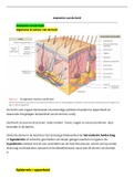 Samenvatting  VRH2 Anatomie; van de huid