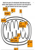 Mitochondria Labeling Assignment