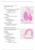 Samenvatting practicum 2