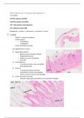 Samenvatting practicum 6