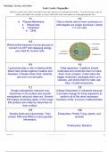 Organelle Task Cards Answer Sheet