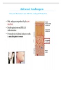 Adrenal Androgen