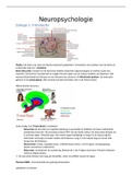 College aantekeningen en werkcollege uitwerkingen Neuropsychologie (BWB313) 