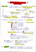 Fiche synthèse SVT Programme Terminale - Origine de l'ATP