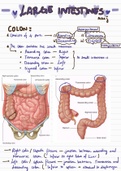 Lare Intestine