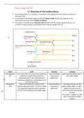 Anatomy of branches of lumbar plexus (Golden notes)