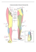 Sensory innervation of the skin of the lower limb (Golden notes)