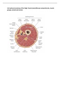 Sectional anatomy of the thigh (Golden notes)