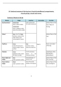 Sectional anatomy of the leg (crus) - (Golden notes)