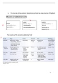 Muscles of the posterior abdominal wall and  deep muscles of the back (Golden notes)