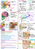 infratemporal and pterygopalatine fossa