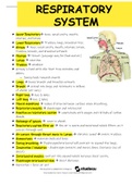 Respiratory System  Upper Respiratory→ Nose, nasal cavity, mouth, pharynx, and larynx  Lower Respiratory→ Trachea, lungs, bronchial tree.  Airway → Nose, nasal cavity, mouth, pharynx, larynx, trachea, bronchi, and bronchial network  Pharynx → throat (