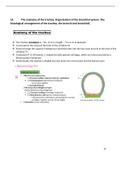 Anatomy of Trachea - organization of brachial system