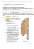 Organization of the thoracic part of the sympathetic chain