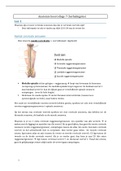 Samenvatting module 2: anatomie (herhalingsles) 