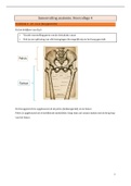 Samenvatting module 2: anatomie (heupgewricht) 