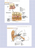 Chapter 9 Special Senses Diagrams Labeled (14.3, 14.5, 14.9)