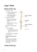 Anatomy of the Leg and Foot