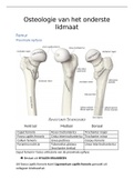 Samenvatting osteologie onderste lidmaat