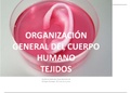 HISTOLOGÍA CUERPO HUMANO