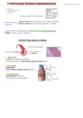 Histología del sistema cardiovascular 