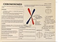 B EXPLORE HOW THE PROCESS OF CELL DIVISION IN EUKARYOTIC CELLS CONTRIBUTES TO GENETIC VARIATION