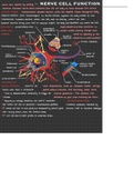 Nerve Cell Function - Study Notes 