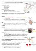 Sammenvatting bio: Hormanale werking spermatogenese + bouw en werking mannelijke geslachtsdeel