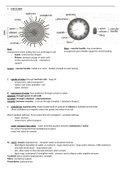 WJEC (England) Eduqas AS Level Biology BUNDLE - A* Grade notes