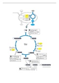 Photosynthesis and Calvin Cycle Blank Diagram