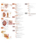 Urinary System