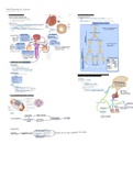 Male Reproductive System