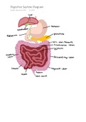 Digestive System Diagram