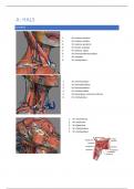 samenvatting zone A, B en C van dissecties 