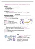 LOI anatomie en fysiologie/ algemene medische kennis I:  samenvatting hoofdstuk 8 het zenuwstelsel en het hormonale stelsel