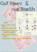 Pathology of cell injury and cell death with causes,mechanism, examples. Explained with diagrams and clear handwritten note. a